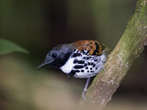 Drucke von Gefleckter Sumpfmeister Hylophylax n. naevioides Río de la Pípila Soberanía Nación Panamá Bilder Datiert 2005 November: 02419dt