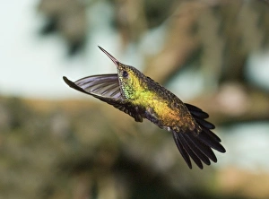 David Tipling Wildlife Photography Drucke: 02420dt