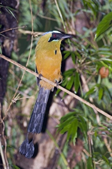 Drucke von Breitbeakler Motmot Elektron platyrhynchum minimus Metropark Panamacity Panamá-Stadt Motmots Drucke: 02421dt