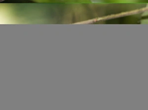 Panama Bird Species Drucke: 02422dt