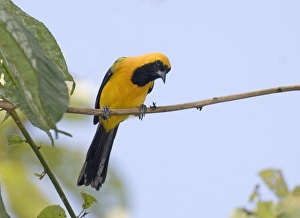 Panama Bird Species Drucke: 02423dt