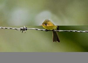 Drucke von Kommunaler Tüpfelfröscher Mitrphanes Phaeocercus vividus Alto del María Panamá Bilder Datiert 2005 November: 02425dt