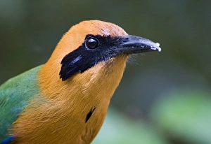 Drucke von Motmot Rufvogel Baryphthengus martii Semirufa Kanu-Lodge in El Valle, Panamá Motmots Drucke: 02429dt
