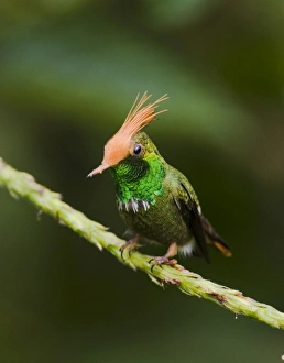 El Valle Panama Birds Drucke: 02431dt