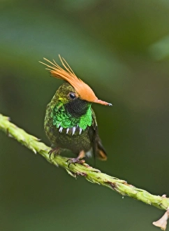 Central American Birds Drucke: 02432dt
