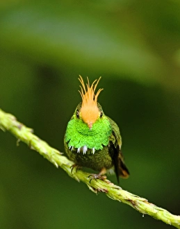 El Valle Panama Birds Drucke: 02433dt