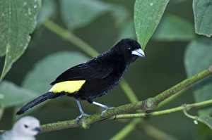 Drucke von Feuerkrampen-Tanagers Ramphocelus flammigerus Icterornotus männlich in El Valle, Panamá Feuerbürzeltangare Drucke: 02438dt