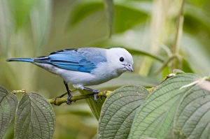 Drucke von Blauer Graugraubtanzer Thraupis episcopus cana männlich in El Valle, Panamá Verwandte Bilder Drucke: 02440dt
