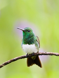 Drucke von Schneebauch-Hummingvogel Amaziliae und Edward im El Valle in Panamá Bilder Datiert 2005 November: 02441dt