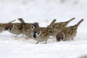 Winter Bird Photography UK Drucke: 02444dt