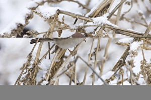 British Winter Birds Drucke: 02446dt