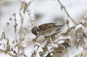 British Birds In Winter Drucke: 02448dt