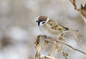 Wildlife Photographer David Tipling Drucke: 02451dt
