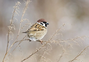 Norfolk Wildlife Photos Drucke: 02453dt