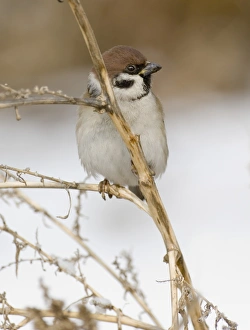 Winter Bird Images Drucke: 02459dt