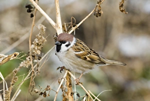 Drucke von Eiche Sperlingschwalbe Passer montanus Norfolk UK Winter Montanus Drucke: 02460dt