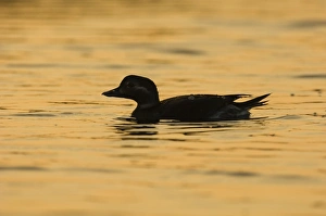 David Tipling Wildlife Photography Drucke: 02464dt