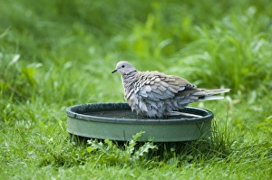 Collared Dove Drucke: 02466dt