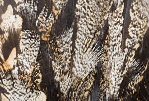 Nocturnal Bird Species Drucke: 02468dt