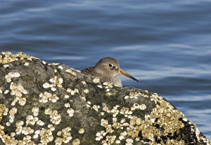 Winter Bird Species UK Drucke: 02473dt
