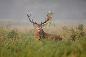 Drucke von Reeh Dehr Stag brüllt während des Ruts in Richmonds Park, London Rothirsch Drucke: 02475dt
