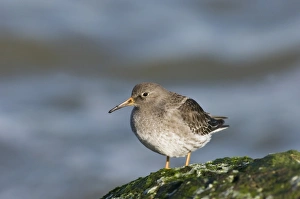 Purple Sandpiper Habitat Drucke: 02476dt