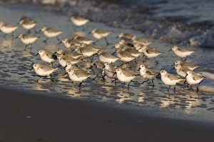 Winter Bird Sightings UK Drucke: 02478dt