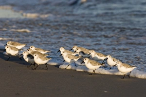 Bird Photography Norfolk Coast Drucke: 02479dt
