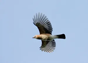 Drucke von Jay (Garrulus glandarius) im Flug über Richmond Park, Surrey, Großbritannien Verwandte Bilder Drucke: 02480dt