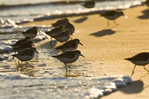 Winter Bird Migration UK Drucke: 02483dt