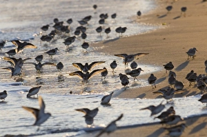 Drucke von Sandgans Calidris alba Schar nahrungsaufnehmend entlang der Sandbank Norfolk Winter Sanderling Drucke: 02486dt