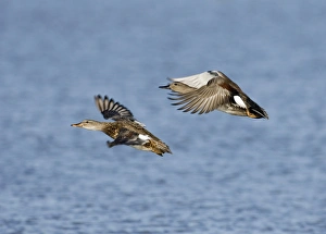 Drucke von Gadwalen-Anas Strepera-Paar nimmt ab in Cley, Norfolk im Oktober Schnatterente Drucke: 02487dt