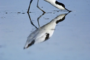 Birdwatching In East Anglia Drucke: 02494dt