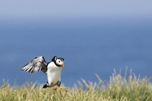 David Tipling Wildlife Images Drucke: 02505dt