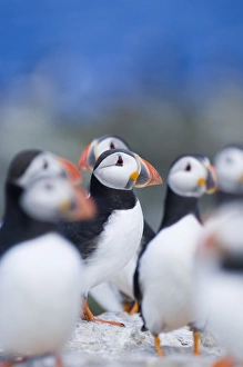 Seabird Photography UK Drucke: 02510dt