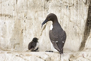 David Tipling Wildlife Photography Drucke: 02512dt