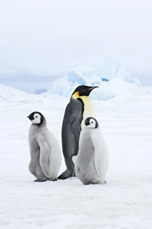 Drucke von Kaiserpinguin Aptenodytes fosteri Erwachsener mit Jungvögeln in der Antarktika, nahe Snow Hill Island im Weddell Meer Fosteri Drucke: 02514dt