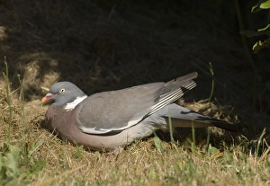 David Tipling Wildlife Images Drucke: 02521dt
