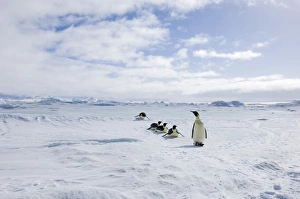 Weddell Sea Wildlife Drucke: 02541dt