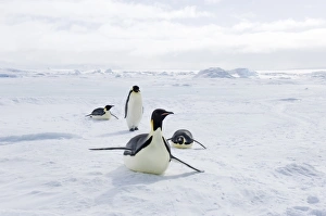 Weddell Sea Wildlife Drucke: 02542dt