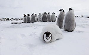 Emperor Penguin Chicks Drucke: 02545dt