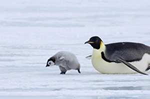 Snow Hill Island Antarctica Drucke: 02549dt