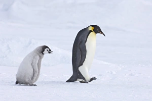 Weddell Sea Wildlife Drucke: 02550dt