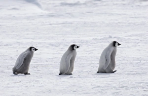 Drucke von Kaiserpinguin Aptenodytes fostersii Jungtiere auf dem Eisschelf der Weddelssee in der Nähe von Snow Hill Insel, Antarktika, November Fosteri Drucke: 02553dt
