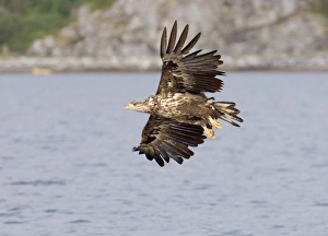 White Tailed Eagle Juvenile Drucke: 02554dt