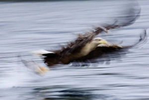 Sea Eagle Norway Drucke: 02555dt