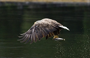 Sea Eagle Norway Drucke: 02556dt