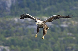 White Tailed Sea Eagle Drucke: 02558dt