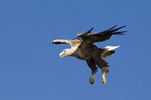 Sea Eagle Norway Drucke: 02559dt