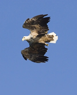 Haliaeetus Albicilla Images Drucke: 02561dt